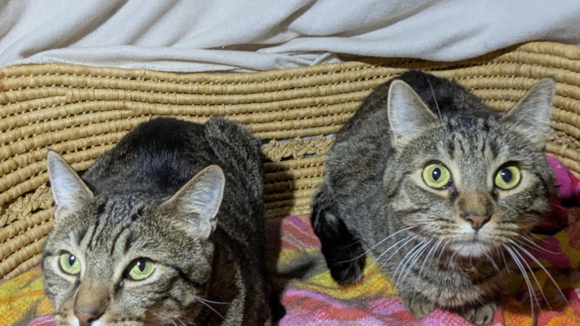 Tippie and Cowboy