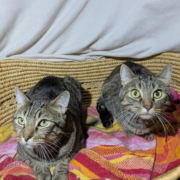Tippie and Cowboy