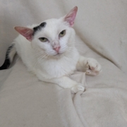 Gidget