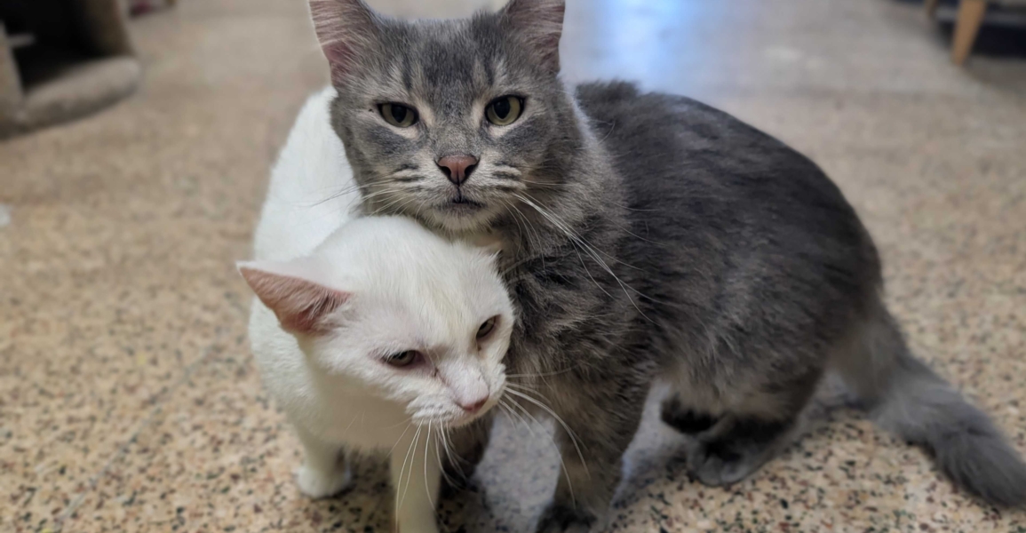 Indigo & Ginger