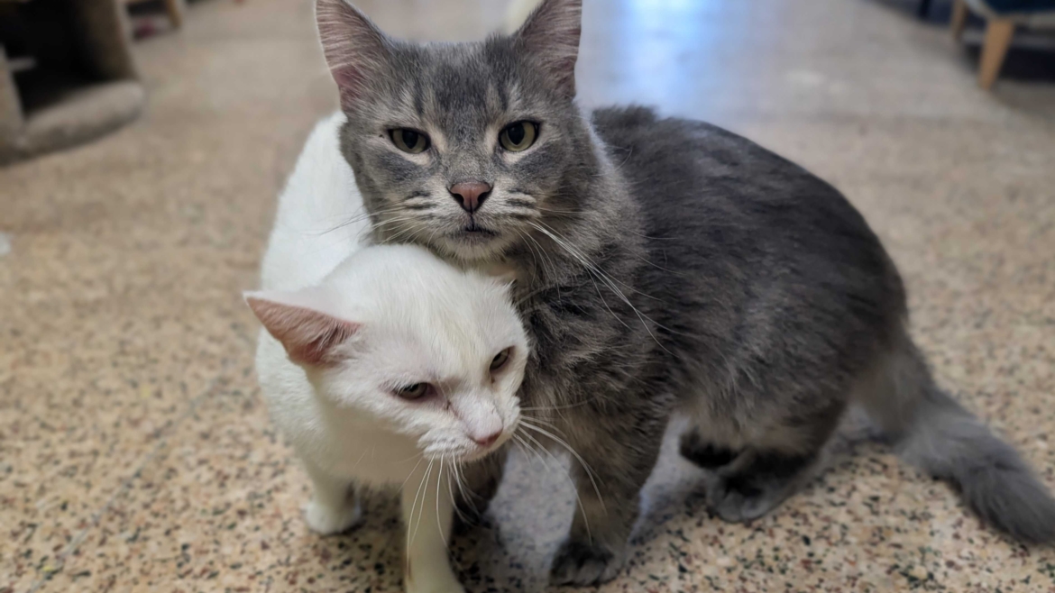 Indigo & Ginger