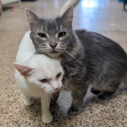 Indigo & Ginger