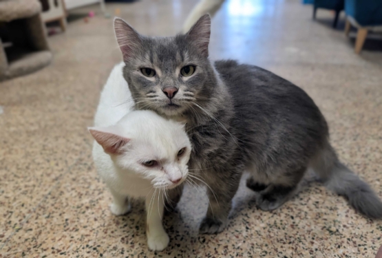 Indigo & Ginger