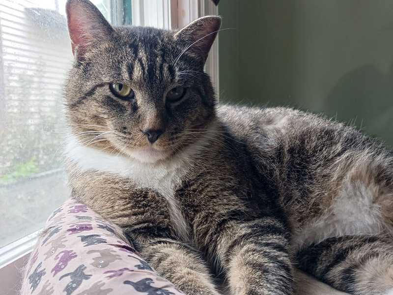 Buddy – Adopted!