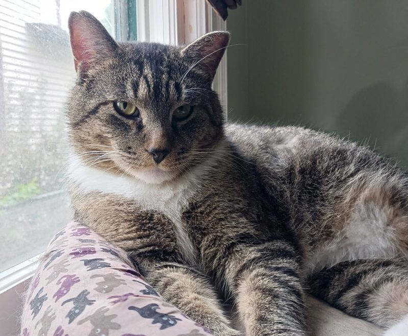 Buddy