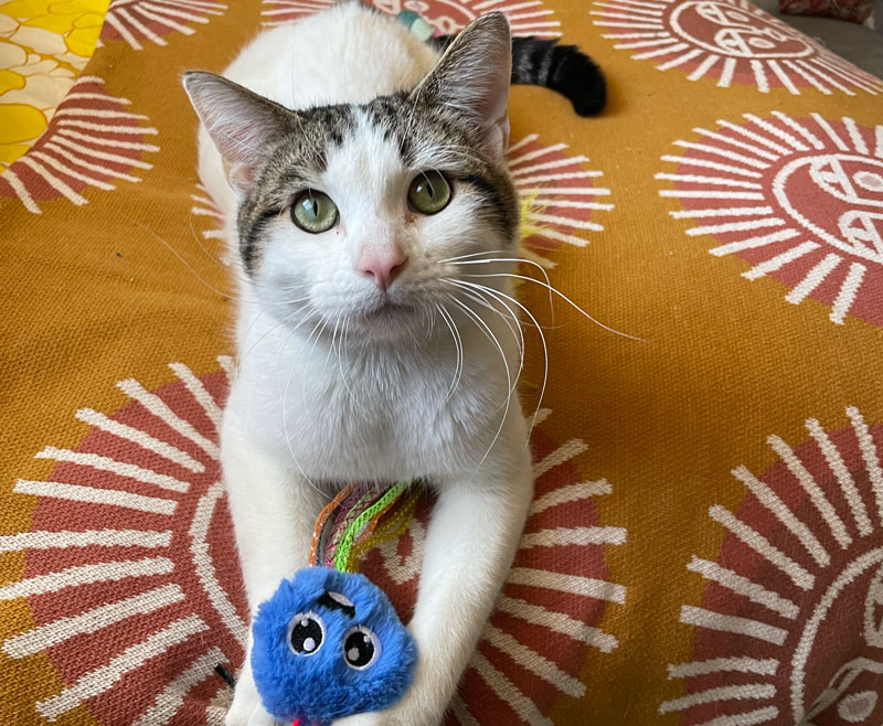 Merlin