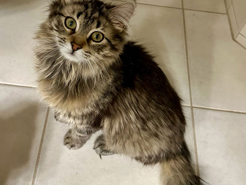 Honeycrisp – Adopted!