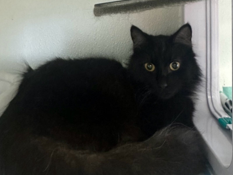 Fuzz Muffin – Adopted!