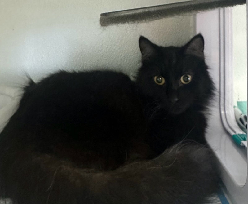 Fuzz Muffin