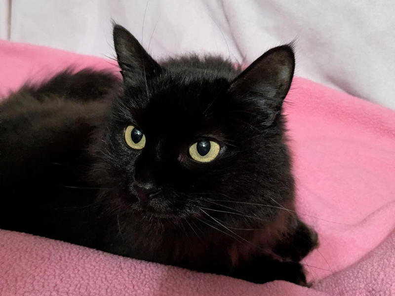Persephone – Adopted!