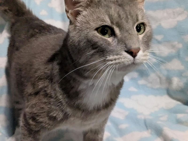 Smokey Joe Haze – Adopted!