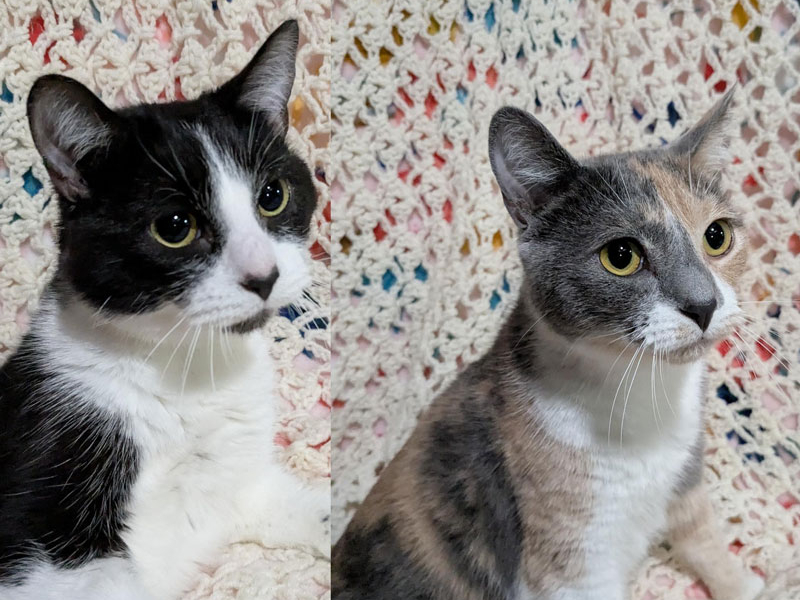 Cg and Princess – Adopted!