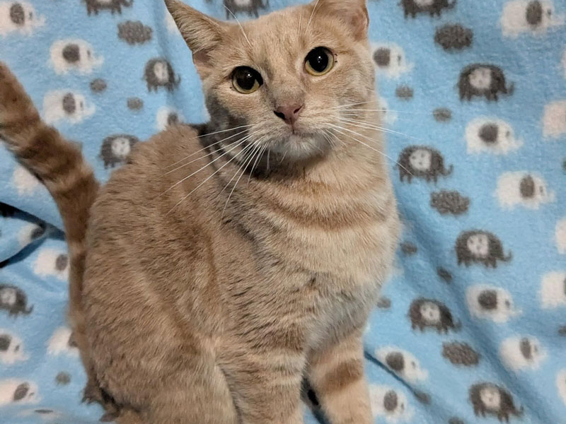 Vortex – Adopted!