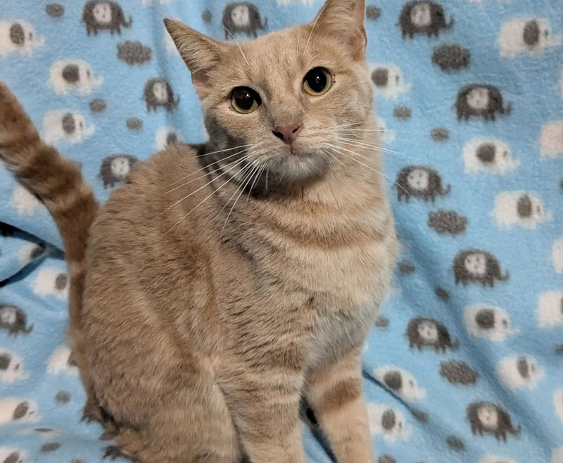 Vortex – Adopted!