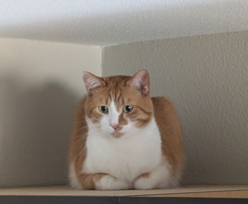 Marmalade