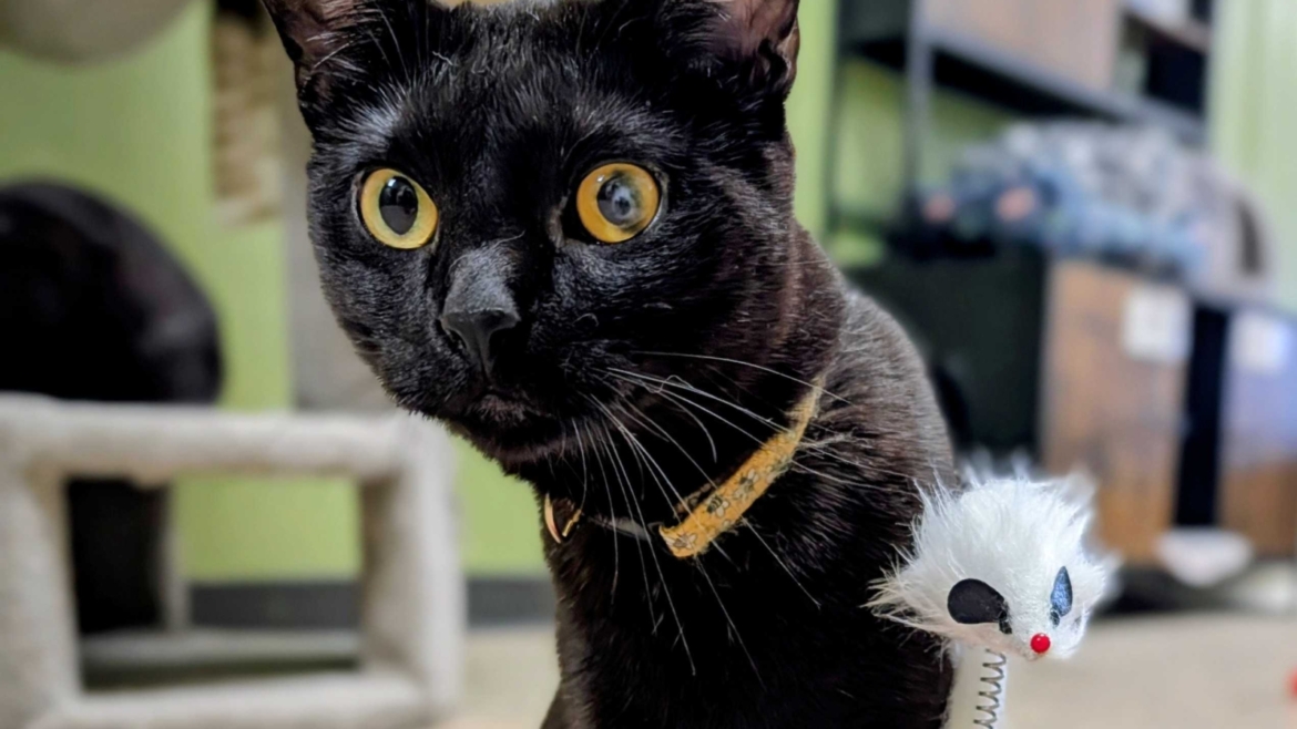 Roscoe