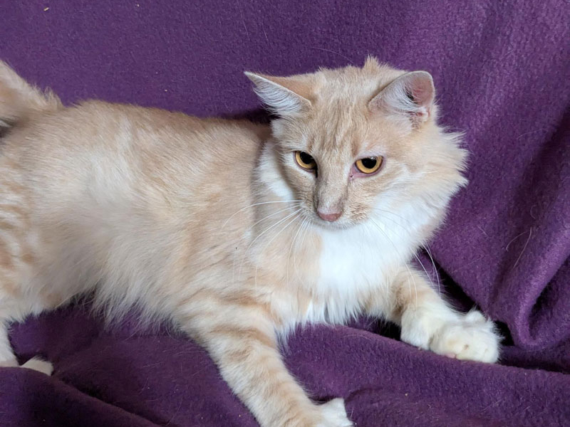 Amaretto – Application Processing