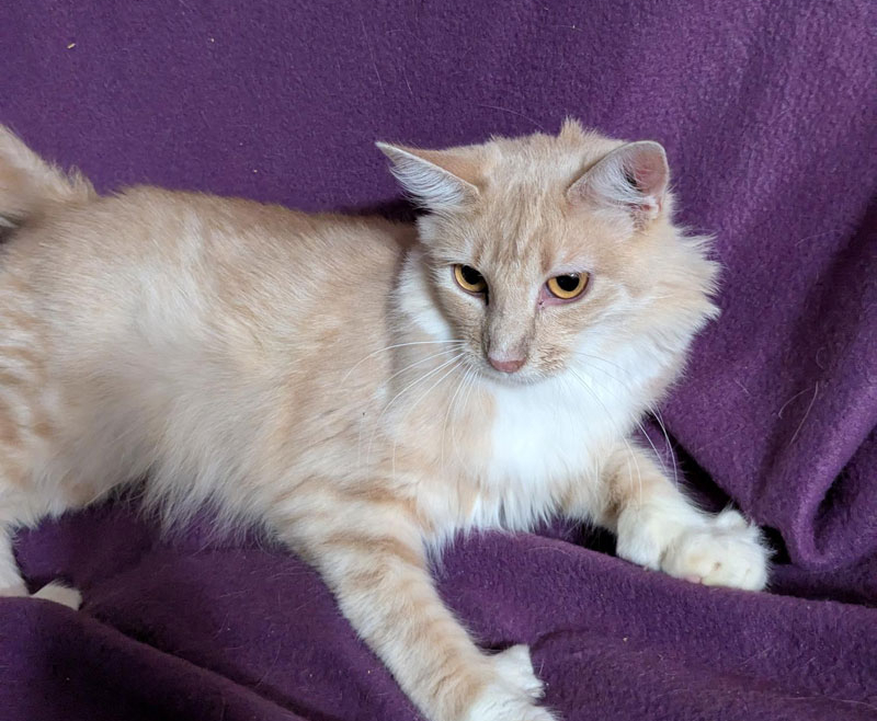 Amaretto – Application Processing