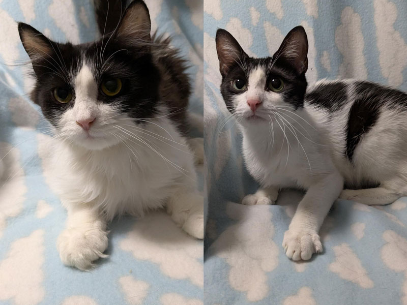 Ella and Cole – Adopted!