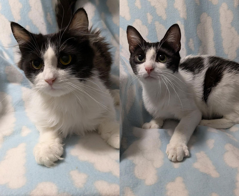 Ella and Cole – Adopted!