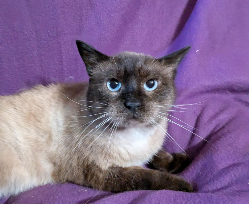 Armstrong – Adopted!