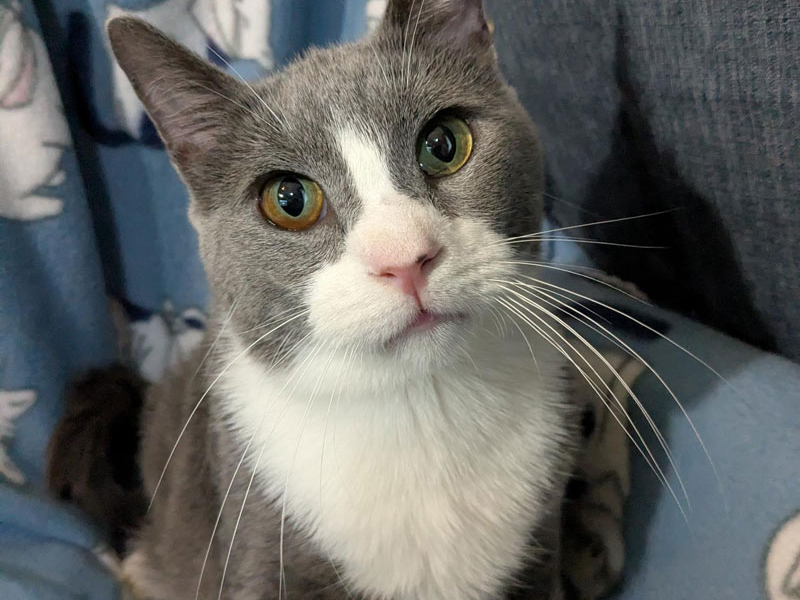 Blues Traveler – Adopted!