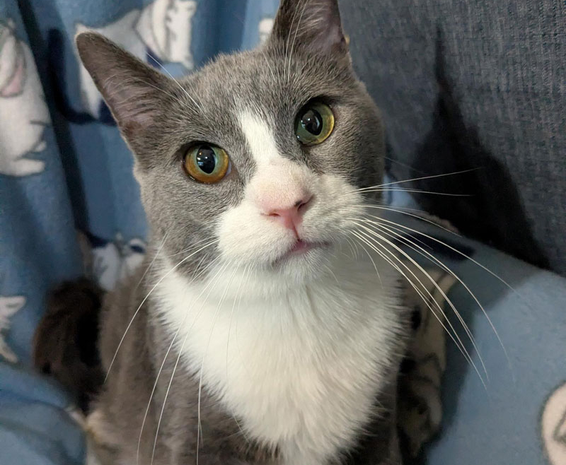 Blues Traveler – Adopted!