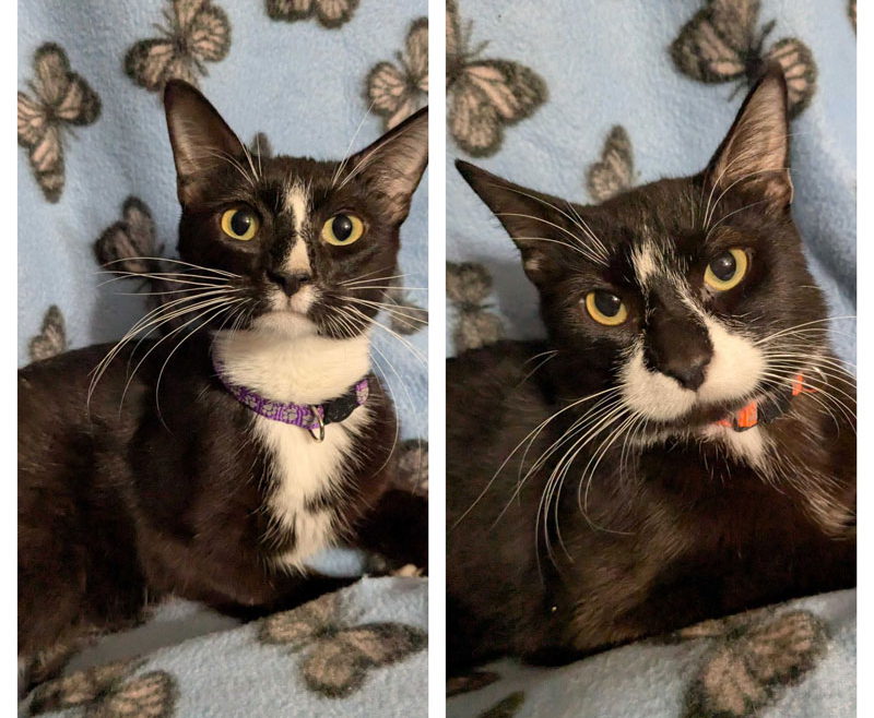 PB and Jay – Adopted!