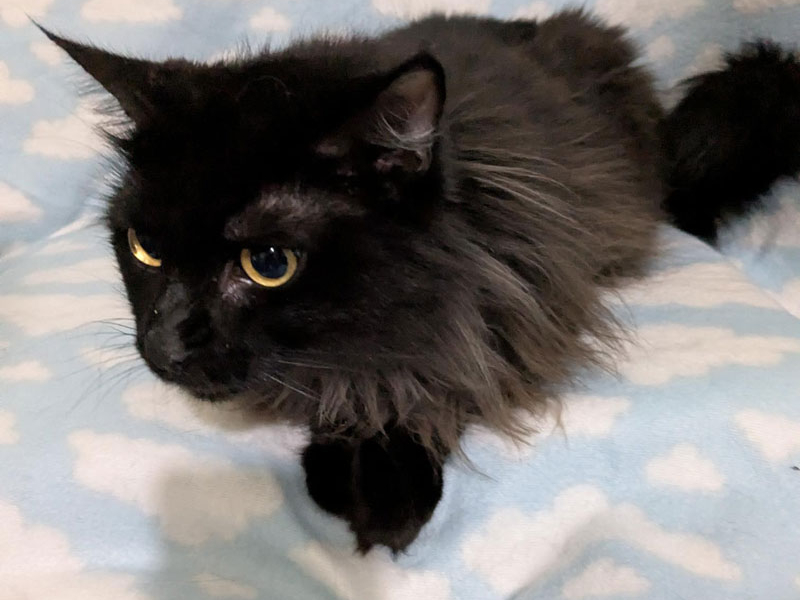 Feather – Adopted!