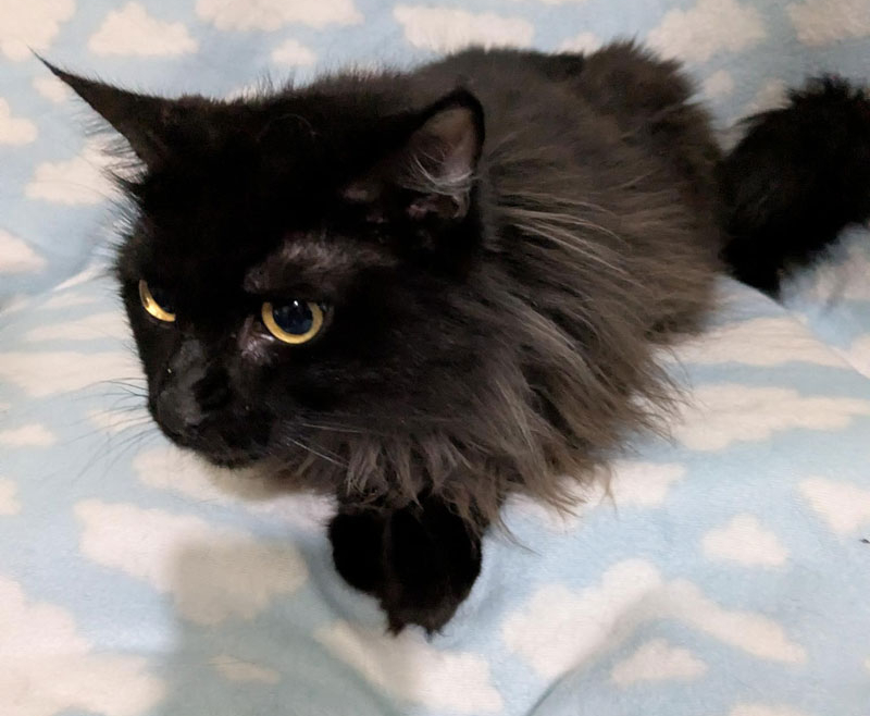 Feather – Adopted!