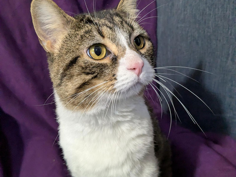 Lancelot – Adopted!