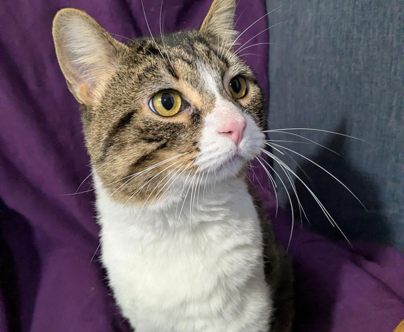 Lancelot – Adopted!