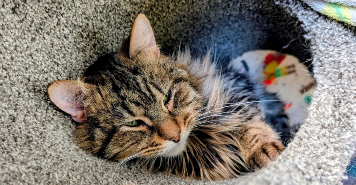 Helios