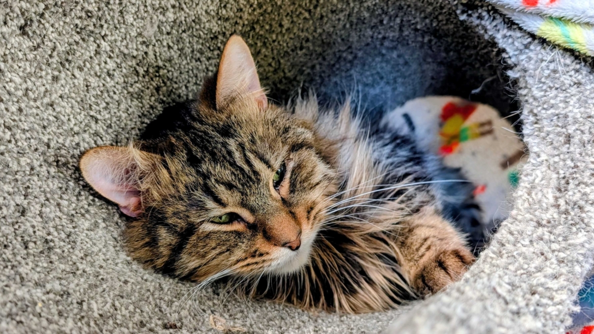 Helios