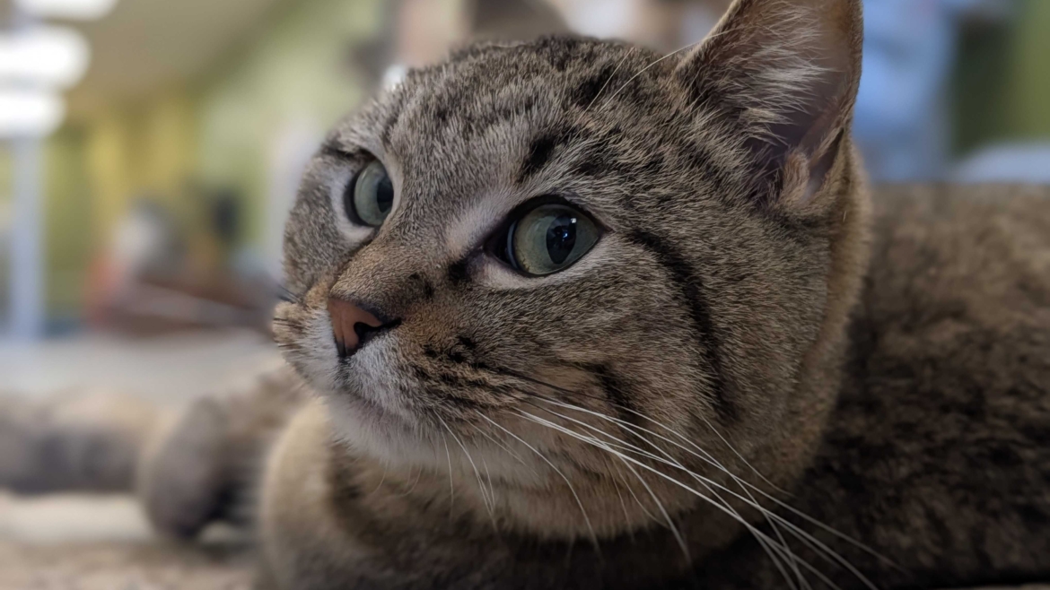 Evander – Adopted!
