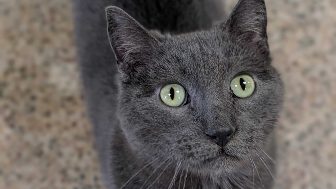 Shadow – Adopted!