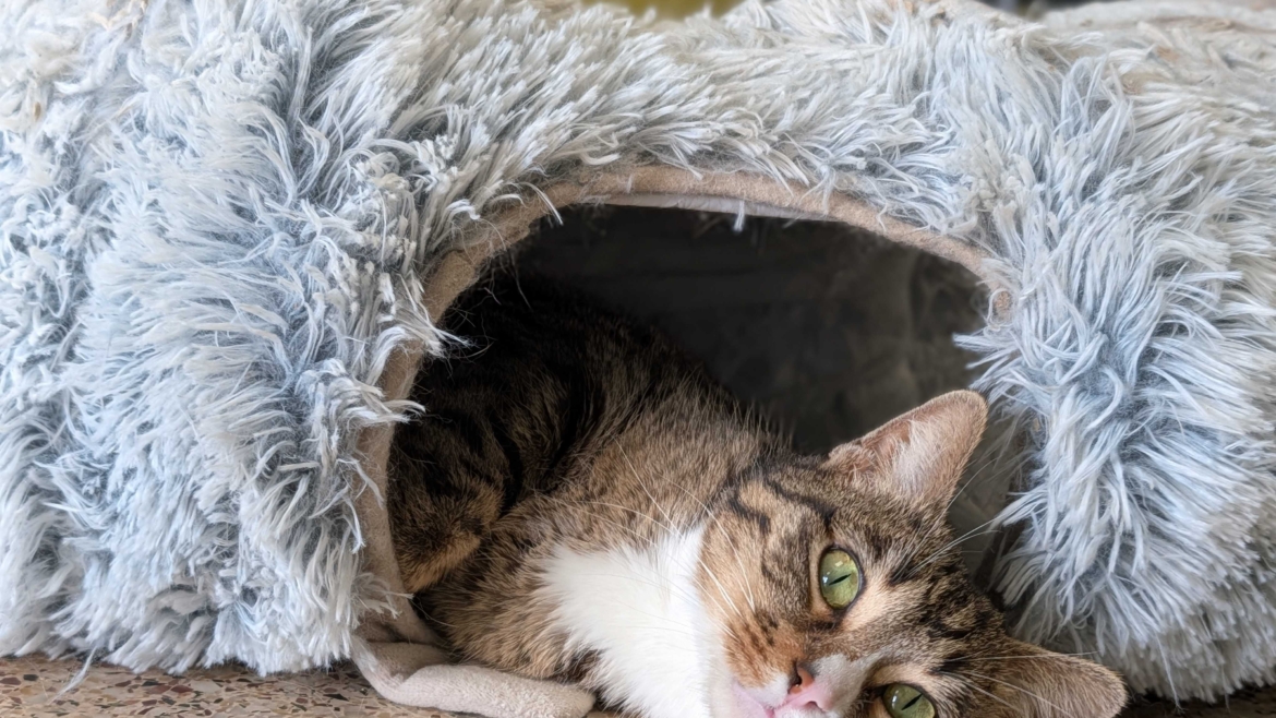 Suki
