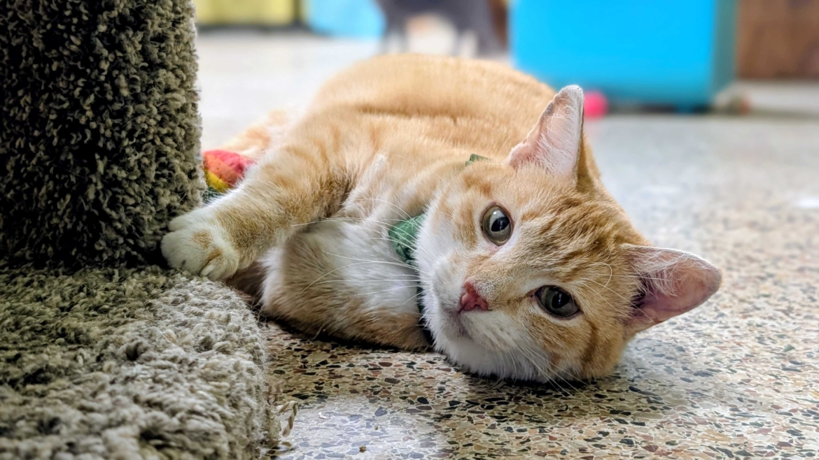Spreckles – Adopted!