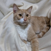 Kekoa