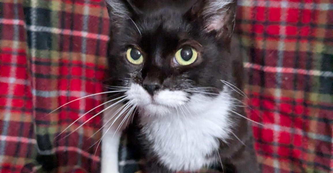 Kiwi – Adopted!