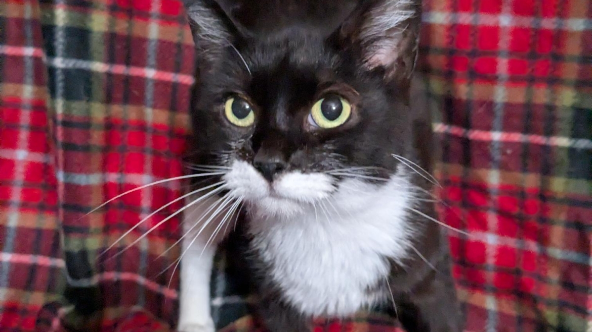 Kiwi – Adopted!