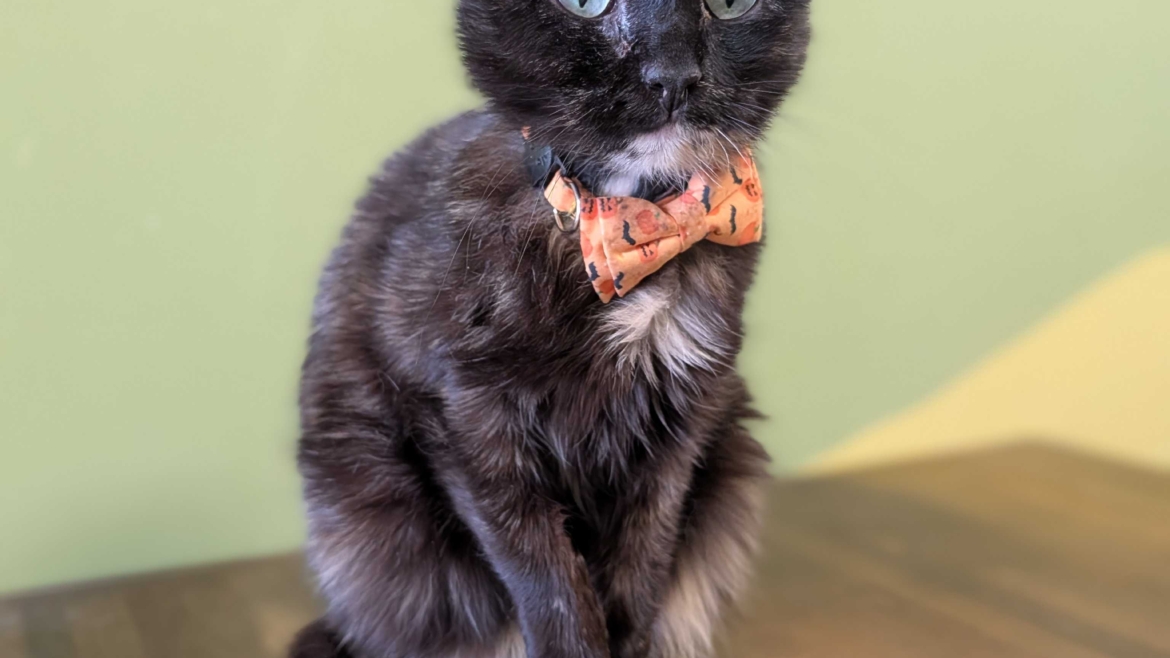 Callista – Adopted!