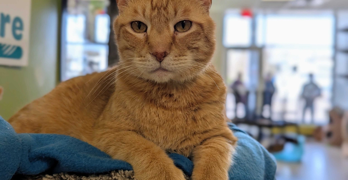 Louey – Adopted!
