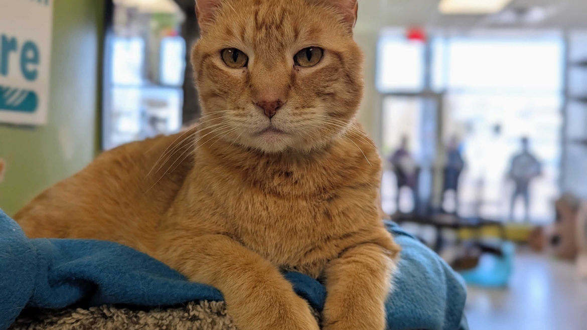 Louey – Adopted!