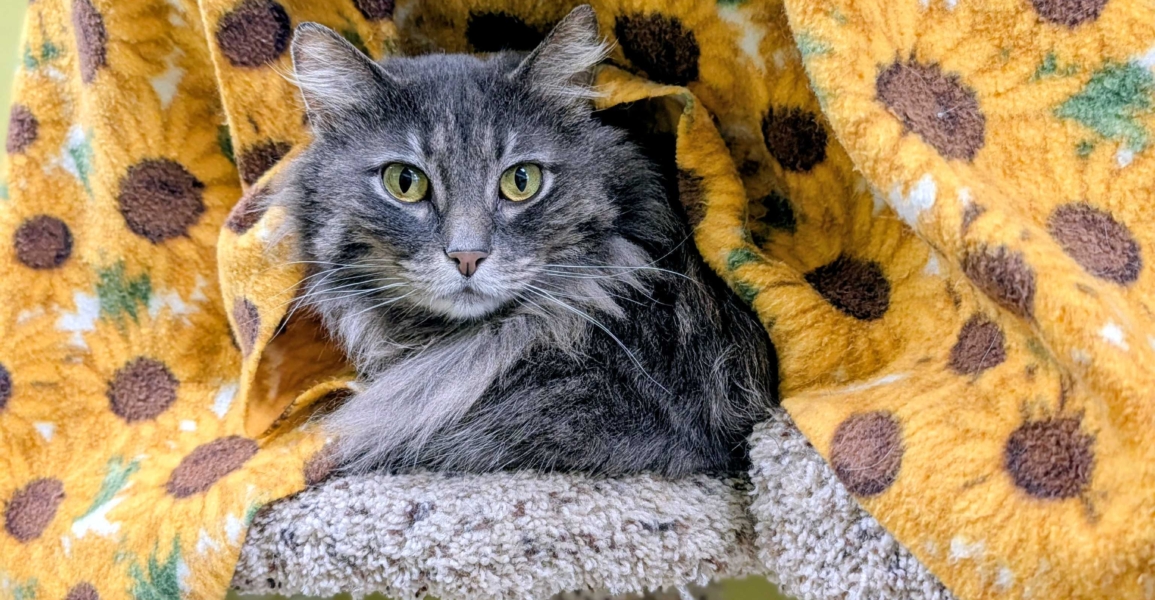 Shayla – Adopted!
