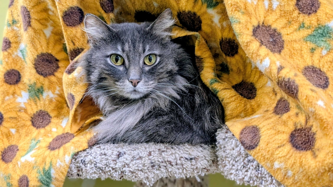 Shayla – Adopted!
