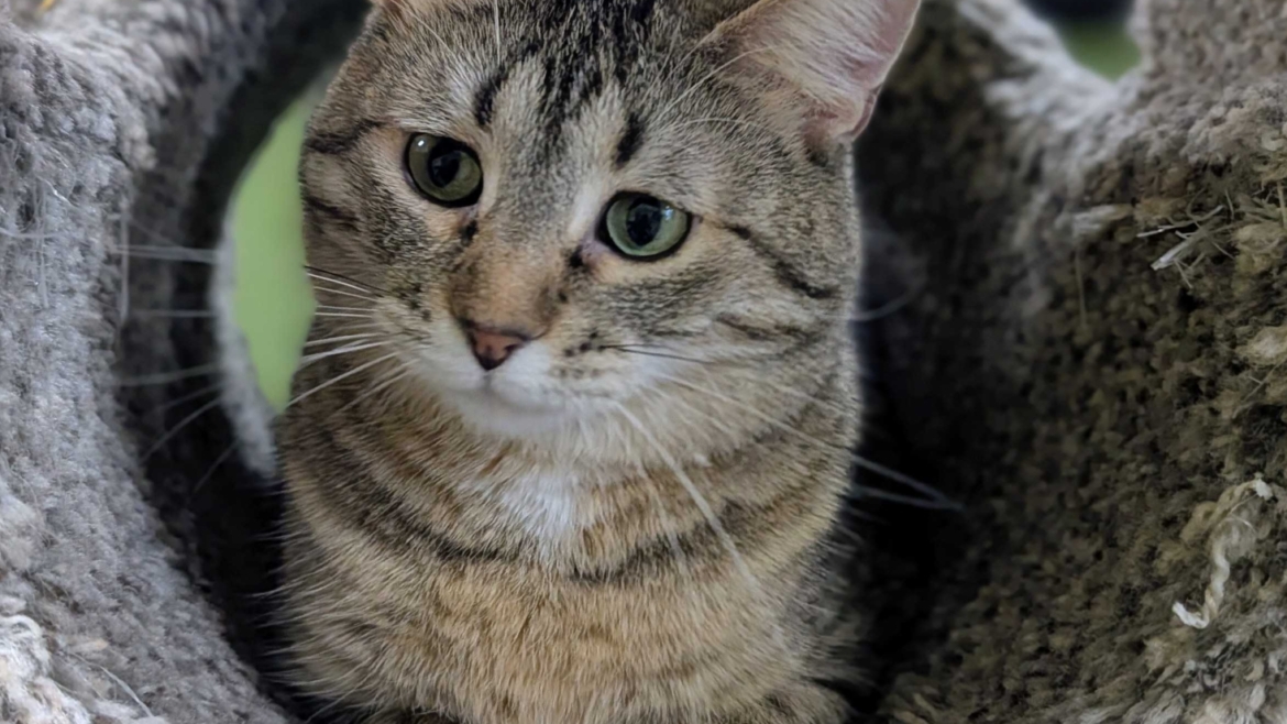 Tabitha