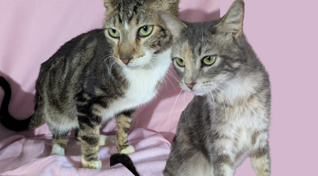 Triscuit & Ritz