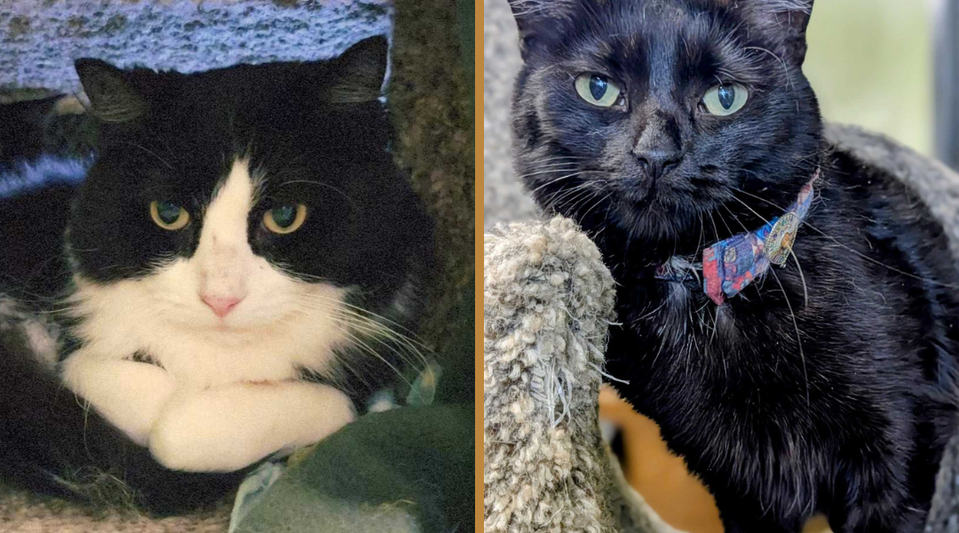 Sylvester & Wendy