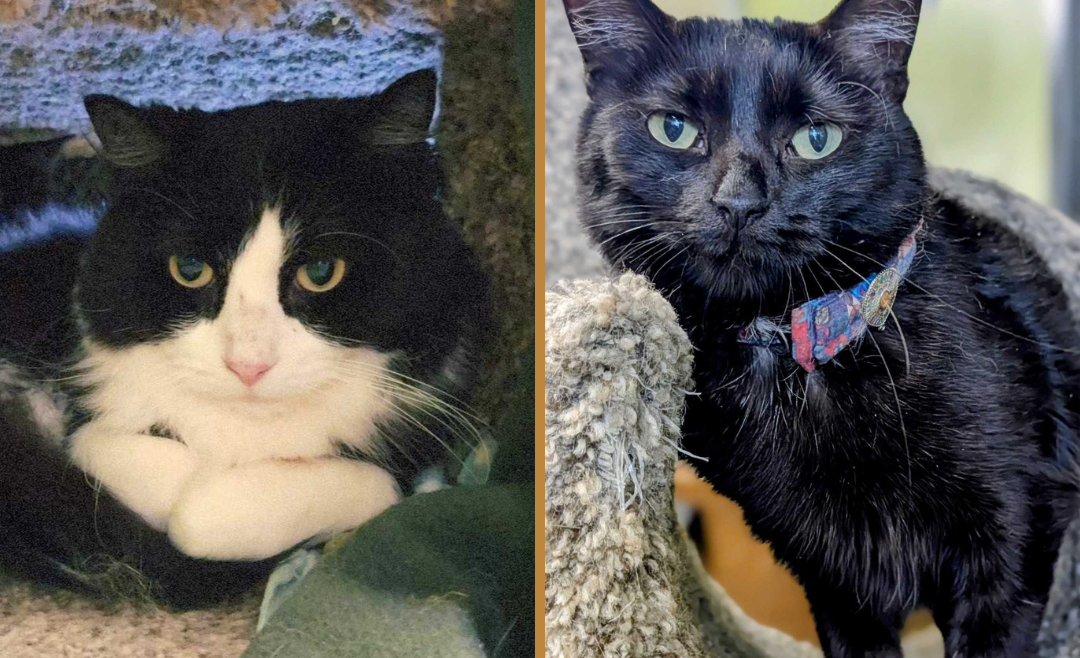 Sylvester & Wendy